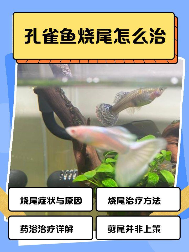 孔雀魚后半截身體發(fā)黑，孔雀魚后半截身體發(fā)黑怎么辦