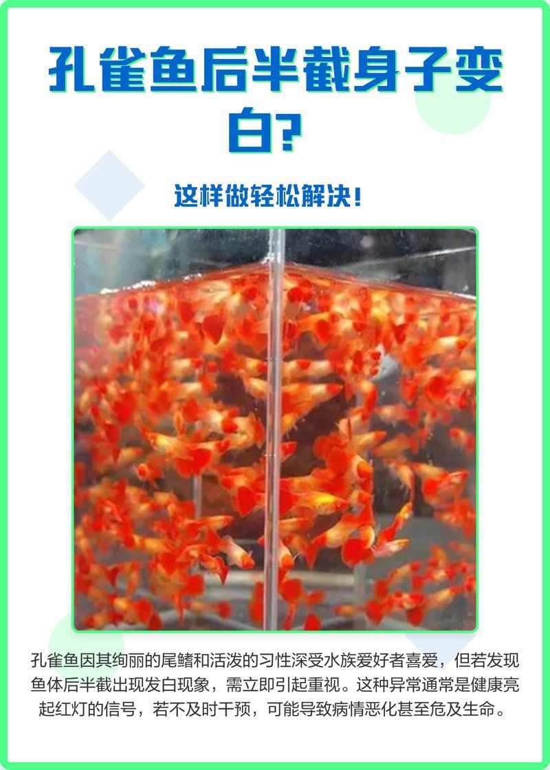 孔雀魚后半截身體發(fā)黑，孔雀魚后半截身體發(fā)黑怎么辦