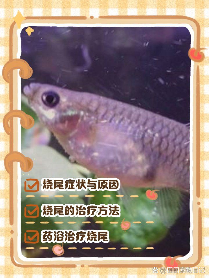 孔雀魚后半截身體發(fā)黑，孔雀魚后半截身體發(fā)黑怎么辦