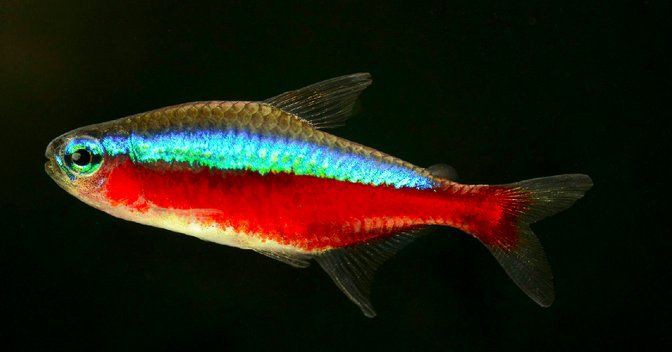 荊門水族店，關于荊門水族店的相關資料