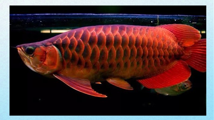 天價紅龍魚有買家嗎？，世界上最貴的觀賞魚，一條400萬！