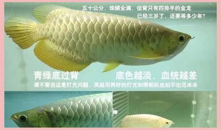 如何判斷40公分金龍魚的純度？，判斷40公分金龍魚的純度需綜合多個特征分析 如何判斷40公分金龍魚的純度？，判斷40公分金龍魚的純度需綜合多個特征分析 龍魚論壇 第4張
