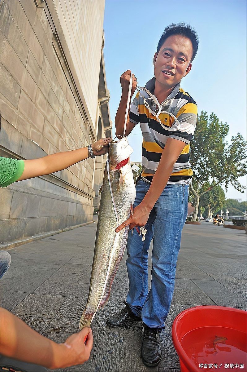 大金龍魚的價格是多少？，大金龍魚價格揭秘