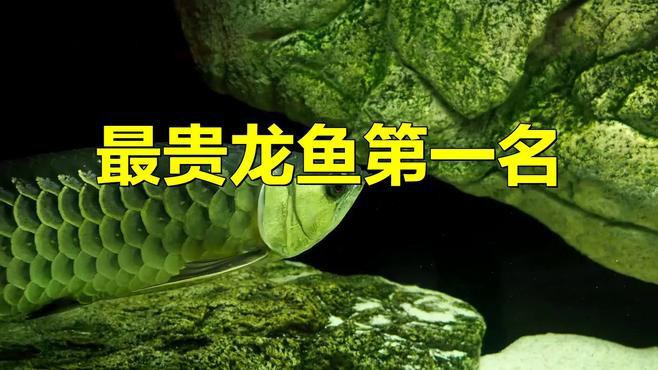 哪種顏色的紅龍魚最稀有？，中國最貴紅龍魚7000萬課課飛飛頂級紅龍魚