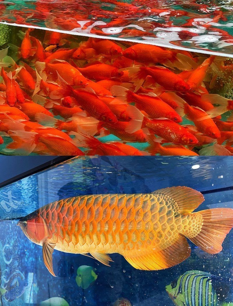 蕪湖魚缸店，蕪湖一點水水族景觀工程