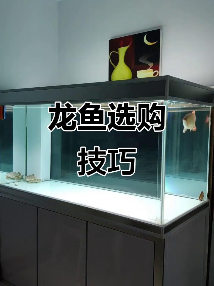 如何判斷金龍魚是否達到藍底過背標準？，判斷金龍魚是否達到藍底過背標準需綜合多方面特征