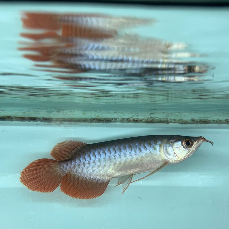 河池龍魚店，天峨縣紅水河的“藍刀魚風暴”成為網紅景點 河池龍魚店，天峨縣紅水河的“藍刀魚風暴”成為網紅景點 全國水族館企業名錄 第12張