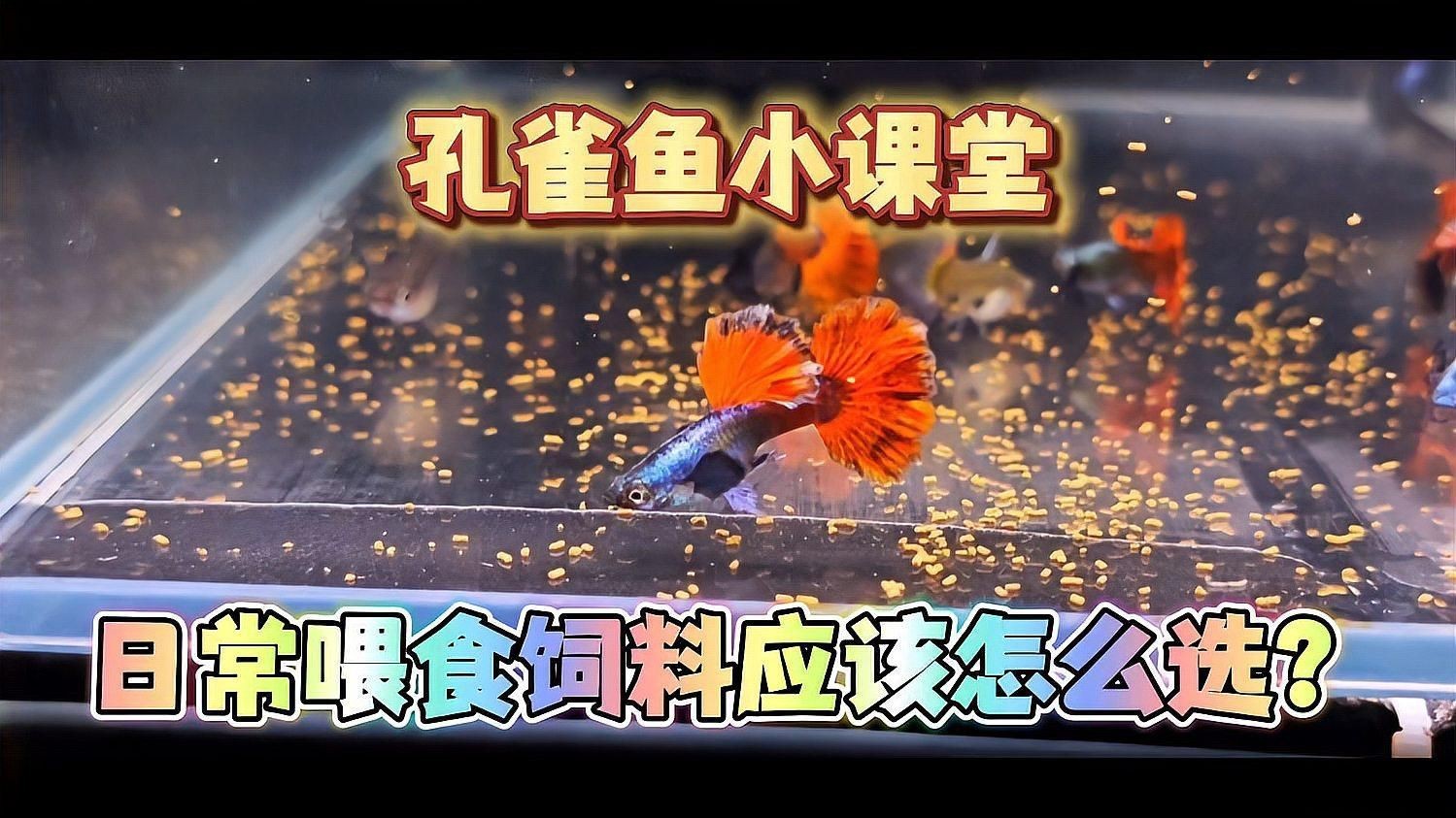 孔雀魚喂什么飼料最好？，《孔雀魚喂什么飼料最好》孔雀魚飼料怎么選經(jīng)驗分享