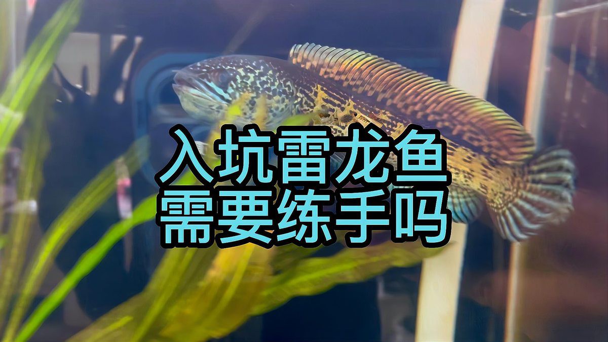 如何判斷雷龍魚的品相？，如何判斷雷龍魚品相