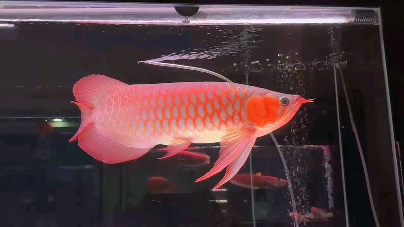 鳳凰紅龍魚有哪些高端品系？，鳳凰紅龍魚多少錢一條犬弟dm紅龍魚多少錢一條犬弟dm 鳳凰紅龍魚有哪些高端品系？，鳳凰紅龍魚多少錢一條犬弟dm紅龍魚多少錢一條犬弟dm 龍魚論壇 第1張