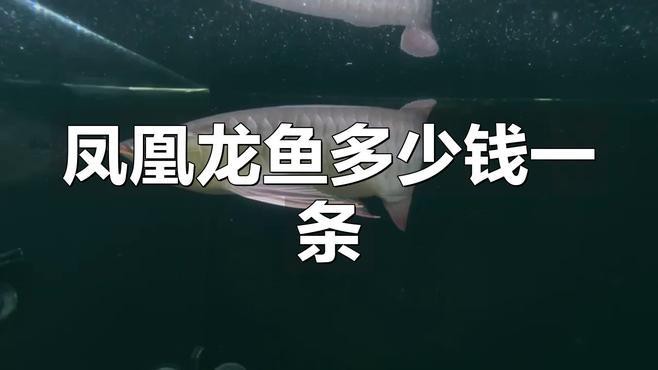 鳳凰紅龍魚有哪些高端品系？，鳳凰紅龍魚多少錢一條犬弟dm紅龍魚多少錢一條犬弟dm 鳳凰紅龍魚有哪些高端品系？，鳳凰紅龍魚多少錢一條犬弟dm紅龍魚多少錢一條犬弟dm 龍魚論壇 第3張