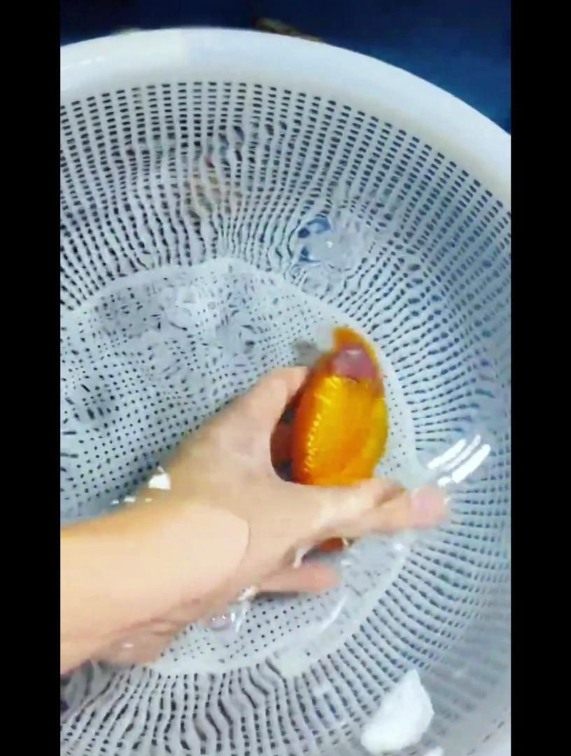 魚細菌感染用什么藥，《魚細菌感染用藥指南》當魚遭受細菌感染時