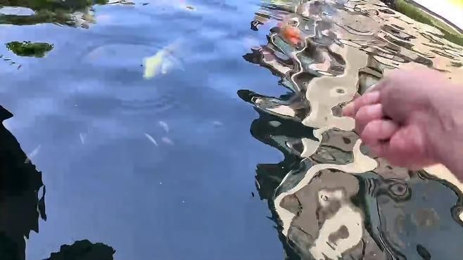 魚細菌感染用什么藥，《魚細菌感染用藥指南》當魚遭受細菌感染時
