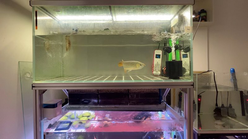 如何安全處理不再飼養的龍魚？，如何安全處理不再飼養的龍魚 如何安全處理不再飼養的龍魚？，如何安全處理不再飼養的龍魚 龍魚論壇 第3張
