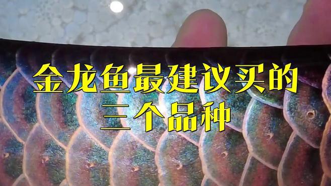 哪種金龍魚品種更受歡迎？，搜狐視頻展開金龍魚什么品種最好及排名李維宸金龍魚等級