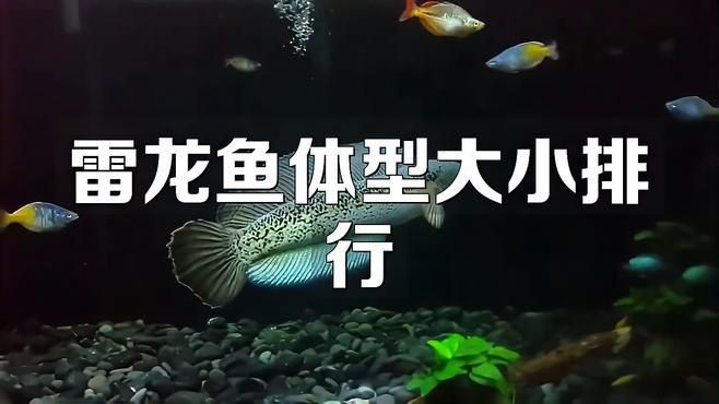 雷龍魚多大體型最漂亮，雷龍魚體型大小排行李漫漫映畫
