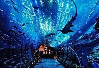 開個水族館要多少錢，《開個水族館要多少錢》開一家水族館的成本受多種因素影響