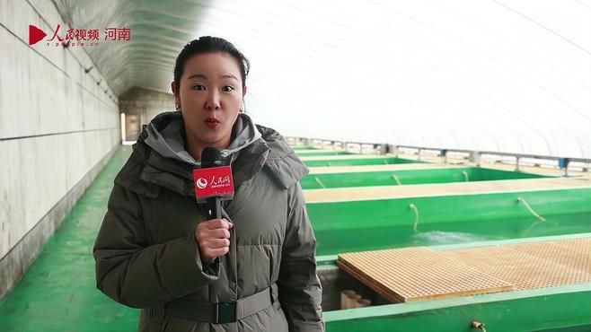 離我最近的錦鯉養(yǎng)殖場，《離我最近的錦鯉養(yǎng)殖場》探尋距離作者最近的錦鯉養(yǎng)殖場 離我最近的錦鯉養(yǎng)殖場，《離我最近的錦鯉養(yǎng)殖場》探尋距離作者最近的錦鯉養(yǎng)殖場 龍魚百科 第3張