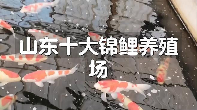 離我最近的錦鯉養(yǎng)殖場，《離我最近的錦鯉養(yǎng)殖場》探尋距離作者最近的錦鯉養(yǎng)殖場 離我最近的錦鯉養(yǎng)殖場，《離我最近的錦鯉養(yǎng)殖場》探尋距離作者最近的錦鯉養(yǎng)殖場 龍魚百科 第2張