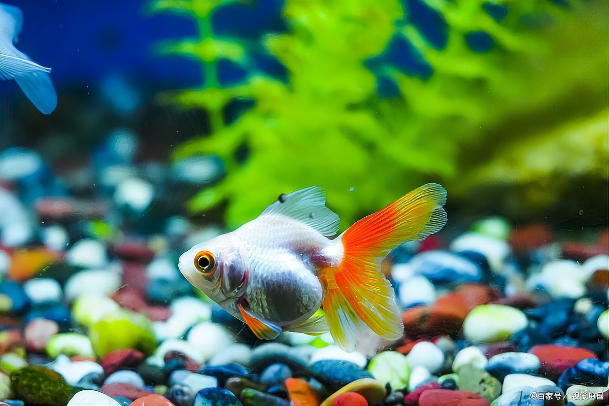 40公分金龍魚多久喂一次？，40公分金龍魚一次喂多少合適金龍魚快速發色營養與食物搭配全攻略