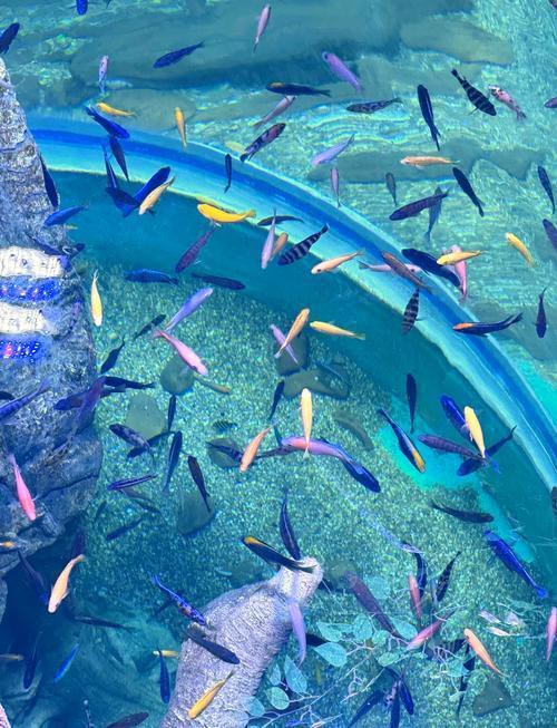 南陽水族店，南陽水族店怎么樣 南陽水族店，南陽水族店怎么樣 全國水族館企業(yè)名錄 第1張