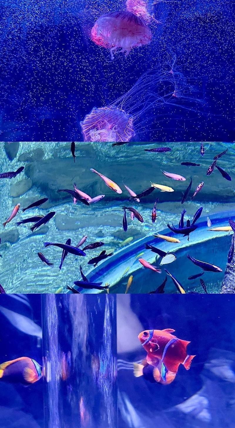 南陽水族店，南陽水族店怎么樣 南陽水族店，南陽水族店怎么樣 全國水族館企業(yè)名錄 第4張