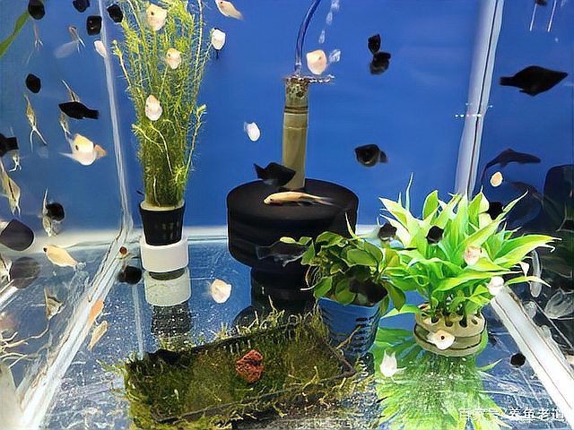 阿克蘇魚缸維護，阿克蘇地區魚缸科學維護全攻略八月盛夏魚缸維護全攻略