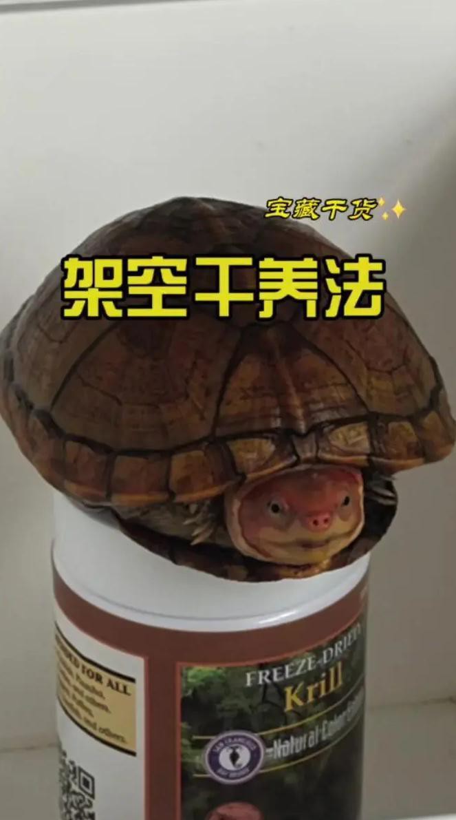 如何清潔和維護龍龜？，《如何清潔和維護龍龜》