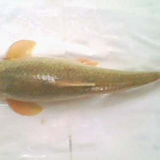 中衛(wèi)龍魚店，中衛(wèi)美食圖鑒之金大吉·鮮魚火鍋