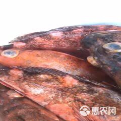 石九公魚價格多少一斤，海釣石九公的價格分析