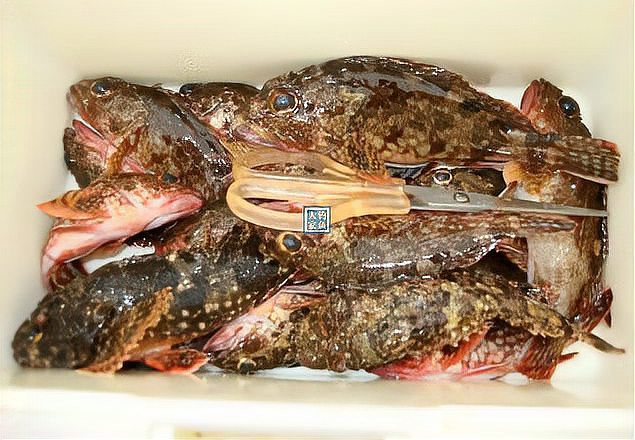 石九公魚價格多少一斤，海釣石九公的價格分析