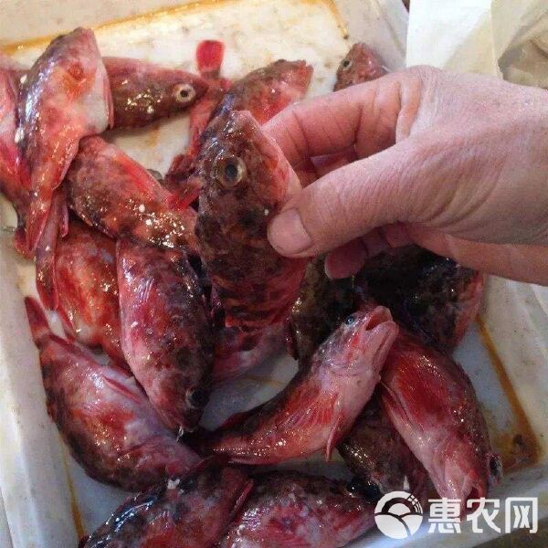 石九公魚價格多少一斤，海釣石九公的價格分析