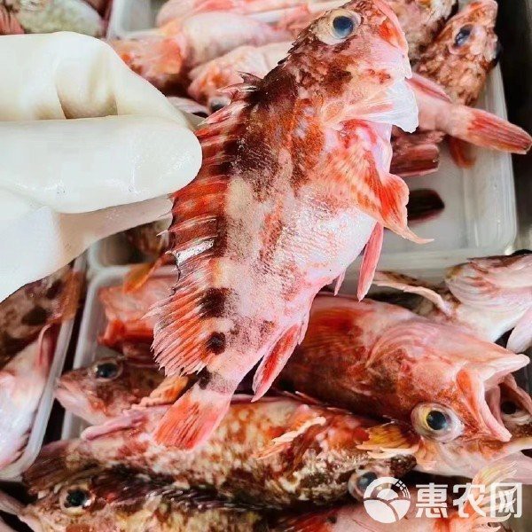石九公魚價格多少一斤，海釣石九公的價格分析