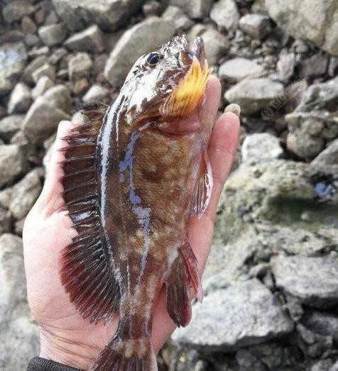 石九公魚價格多少一斤，海釣石九公的價格分析