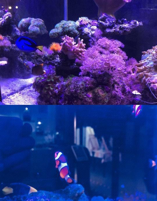 石家莊魚缸店，石家莊家用魚缸批發市場
