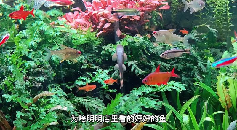 如何判斷金龍魚是否褪色，判斷金龍魚是否褪色需綜合多方面因素