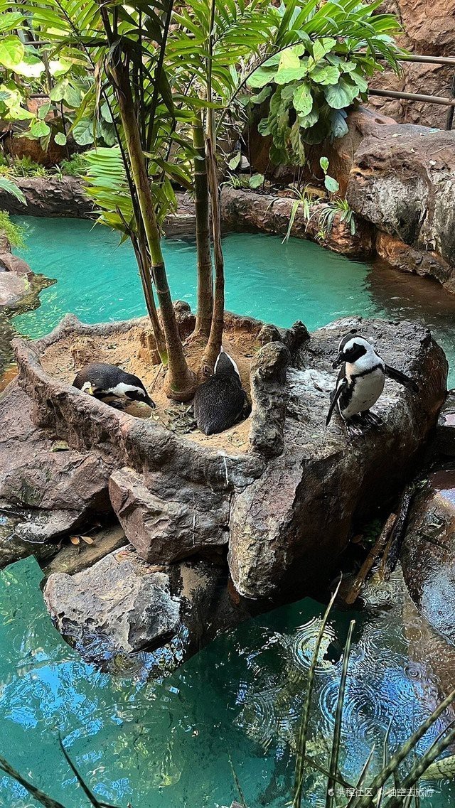 德州水族店，德州水族店哪家好 德州水族店，德州水族店哪家好 全國水族館企業(yè)名錄 第7張