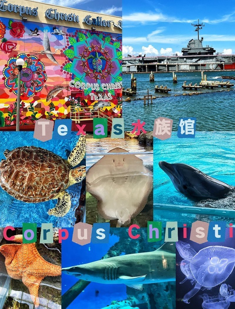 德州水族店，德州水族店哪家好 德州水族店，德州水族店哪家好 全國水族館企業(yè)名錄 第1張