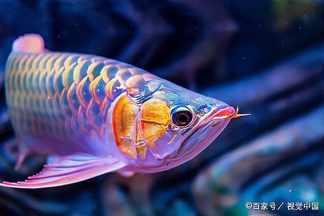 如何判斷號半龍魚是否健康？，如何判斷半龍魚是否健康 如何判斷號半龍魚是否健康？，如何判斷半龍魚是否健康 龍魚百科 第6張