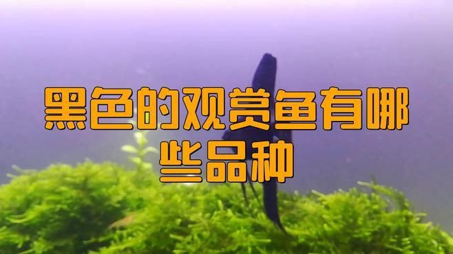 有哪些健康的黑色觀賞魚(yú)推薦?,健康的黑色觀賞魚(yú)有哪些品種daddy控版 龍魚(yú)百科 第1張 有哪些健康的黑色觀賞魚(yú)推薦?,健康的黑色觀賞魚(yú)有哪些品種daddy控版 有哪些健康的黑色觀賞魚(yú)推薦?,健康的黑色觀賞魚(yú)有哪些品種daddy控版 龍魚(yú)百科 第1張