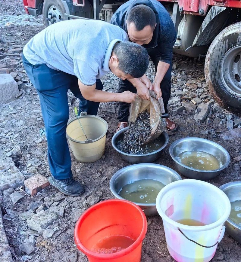 水富龍魚店，云南省昭通市水富市龍魚店