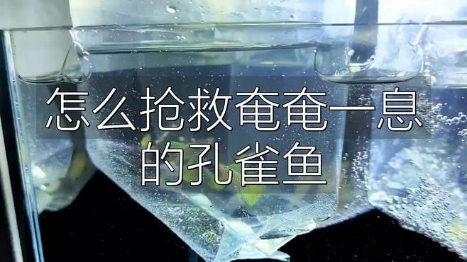 孔雀魚夜間死亡后如何處理?,養魚新手必看鹿睫研習社魚死用什么方法治理胖丁煙火手記 龍魚百科 第4張 孔雀魚夜間死亡后如何處理?,養魚新手必看鹿睫研習社魚死用什么方法治理胖丁煙火手記 孔雀魚夜間死亡后如何處理?,養魚新手必看鹿睫研習社魚死用什么方法治理胖丁煙火手記 龍魚百科 第4張