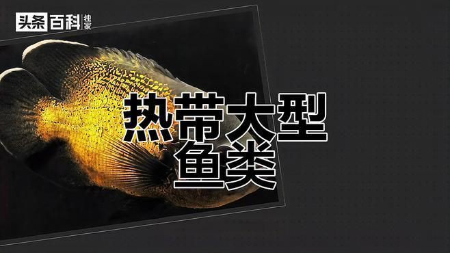 巨型地圖魚，巨型地圖魚的奇幻世界，