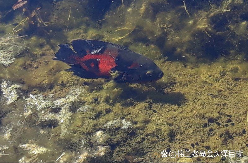 巨型地圖魚，巨型地圖魚的奇幻世界，