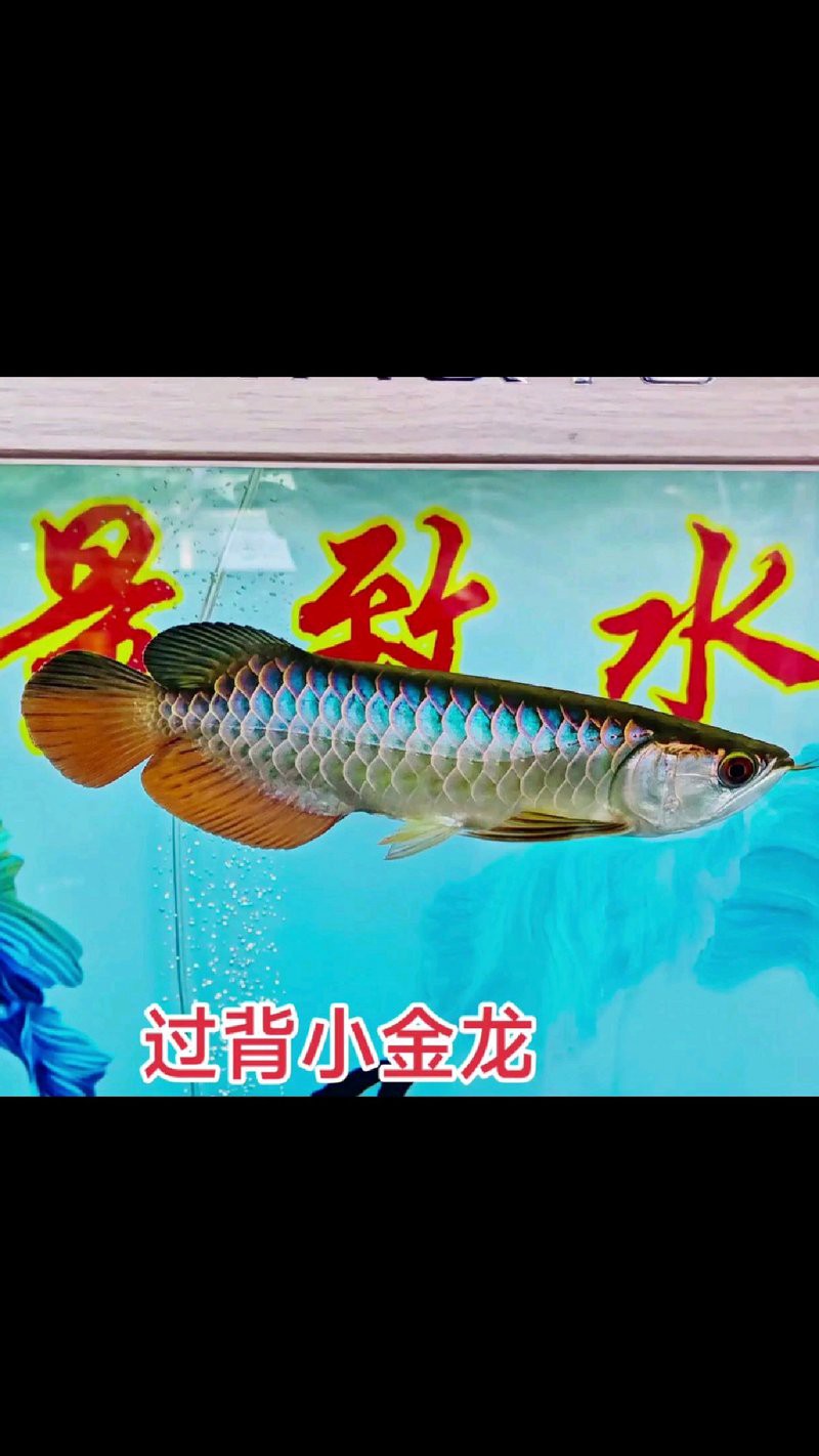 古典龍魚(yú)和金龍魚(yú)有什么區(qū)別？，古典金龍魚(yú)與金龍魚(yú)的區(qū)別