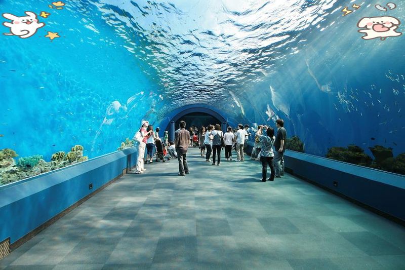 鷹潭水族館，江西鷹潭水族館：一場(chǎng)與海洋精靈的邂逅,盛夏八月的邂逅