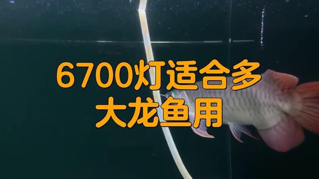 如何判斷紅龍魚是否適合6700K燈光？，判斷紅龍魚是否適配6700k燈光 如何判斷紅龍魚是否適合6700K燈光？，判斷紅龍魚是否適配6700k燈光 龍魚論壇 第2張