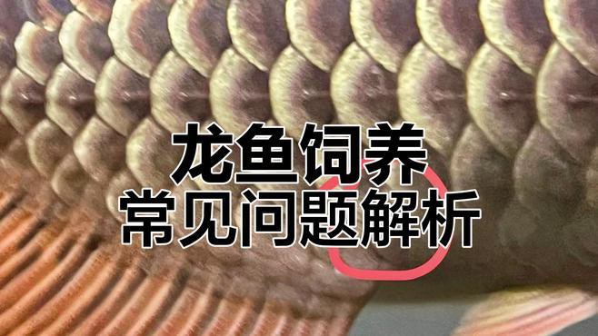 養龍魚需要什么樣的水質？，龍魚飼養水質管理 養龍魚需要什么樣的水質？，龍魚飼養水質管理 龍魚論壇 第8張