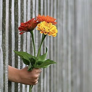 鋸鰩殺大白鯊魚視頻，海底大獵殺:鋸鰩與大白鯊的對抗尚未發(fā)現(xiàn)直接記錄兩者搏殺 鋸鰩殺大白鯊魚視頻，海底大獵殺:鋸鰩與大白鯊的對抗尚未發(fā)現(xiàn)直接記錄兩者搏殺 龍魚百科 第6張