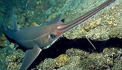 鋸鰩殺大白鯊魚視頻，海底大獵殺:鋸鰩與大白鯊的對(duì)抗尚未發(fā)現(xiàn)直接記錄兩者搏殺